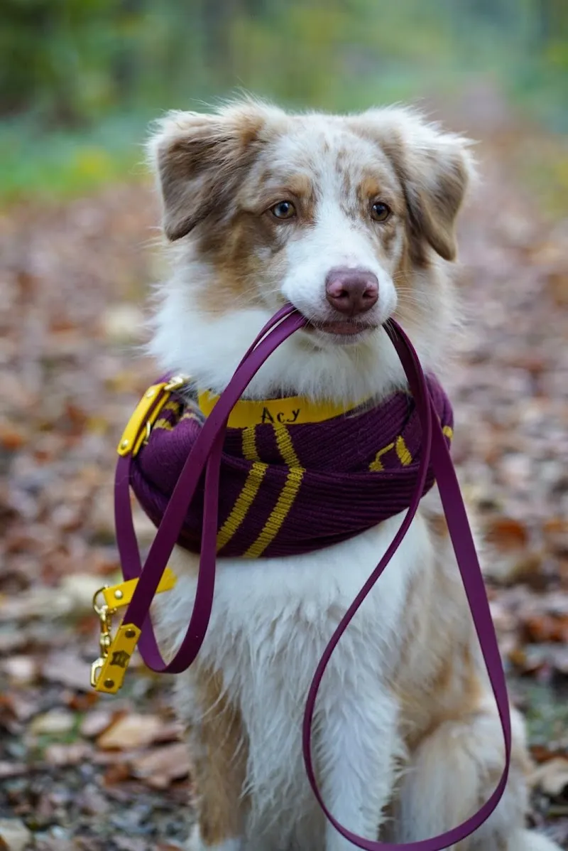 Atelier Mercy — Zoofachhandel, Basel, Basel-Stadt. Foto 2