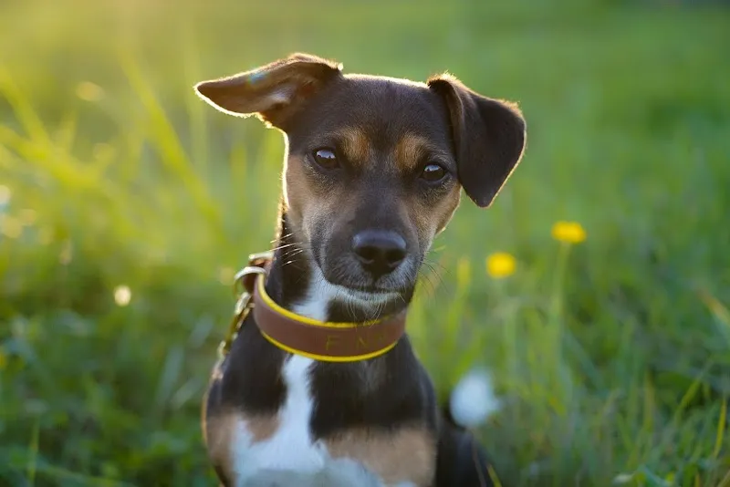 Atelier Mercy — Zoofachhandel, Basel, Basel-Stadt. Foto 3