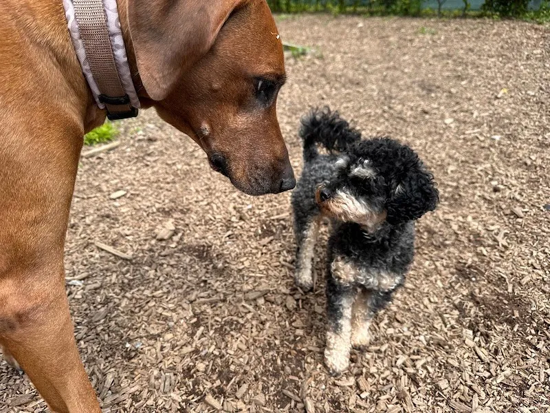 Tierpension Grüne Pfote — Katzenpension in Kaltbrunn, St. Gallen. Bewertung 4.5/5.