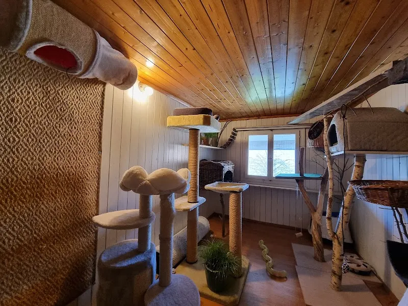 Tierpension Grüne Pfote — Pension pour chats, Kaltbrunn, Saint-Gall. Foto 2