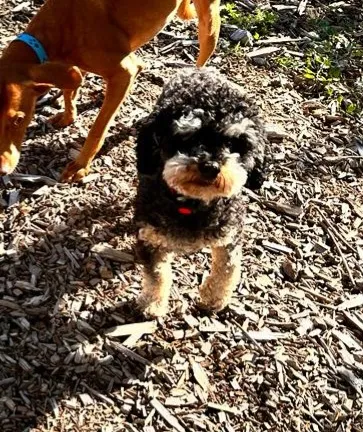 Tierpension Grüne Pfote — Pension pour chats, Kaltbrunn, Saint-Gall. Foto 3