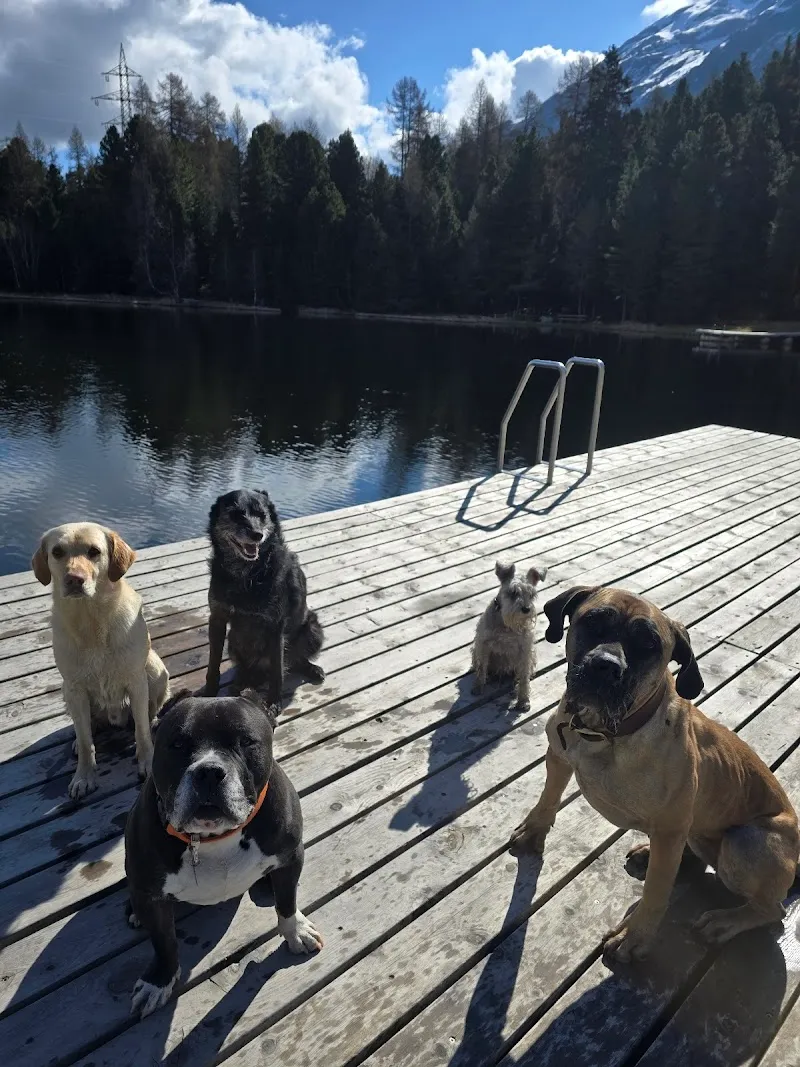 Chesa Canis Heilbronn's Hunde Hotel — Katzenpension in St. Moritz, Graubünden. Bewertung 5.0/5.