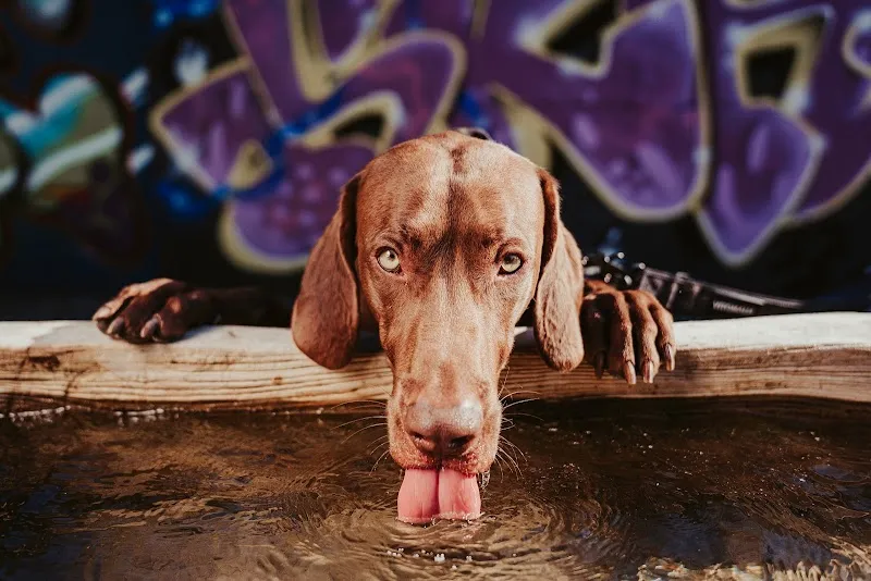 Vitomalia — Animalerie, Basel, Bâle-Ville. Foto 3