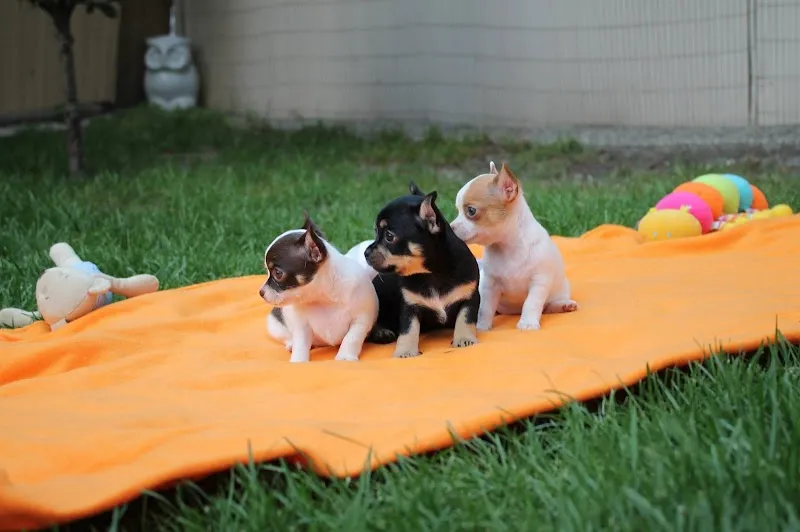 Chihuahua & Zwerghunde Pension — Katzenpension in Trimmis, Graubünden. Bewertung 5.0/5.