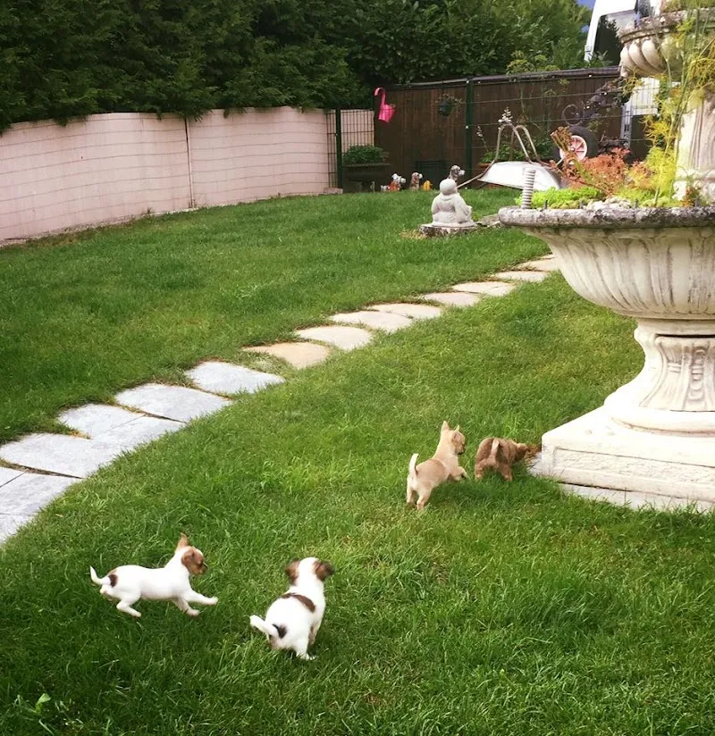 Chihuahua & Zwerghunde Pension — Pension pour chats, Trimmis, Grisons. Foto 2