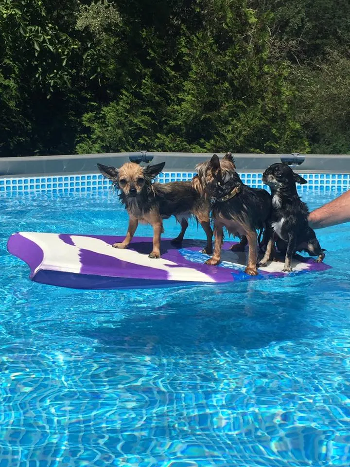 Chihuahua & Zwerghunde Pension — Pension pour chats, Trimmis, Grisons. Foto 3