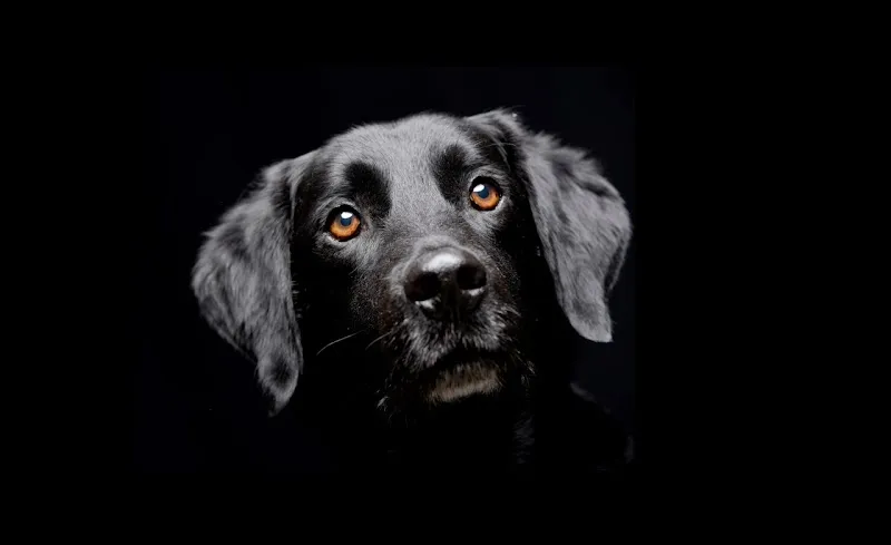 nerineri — Animalerie, Basel, Bâle-Ville. Foto 2