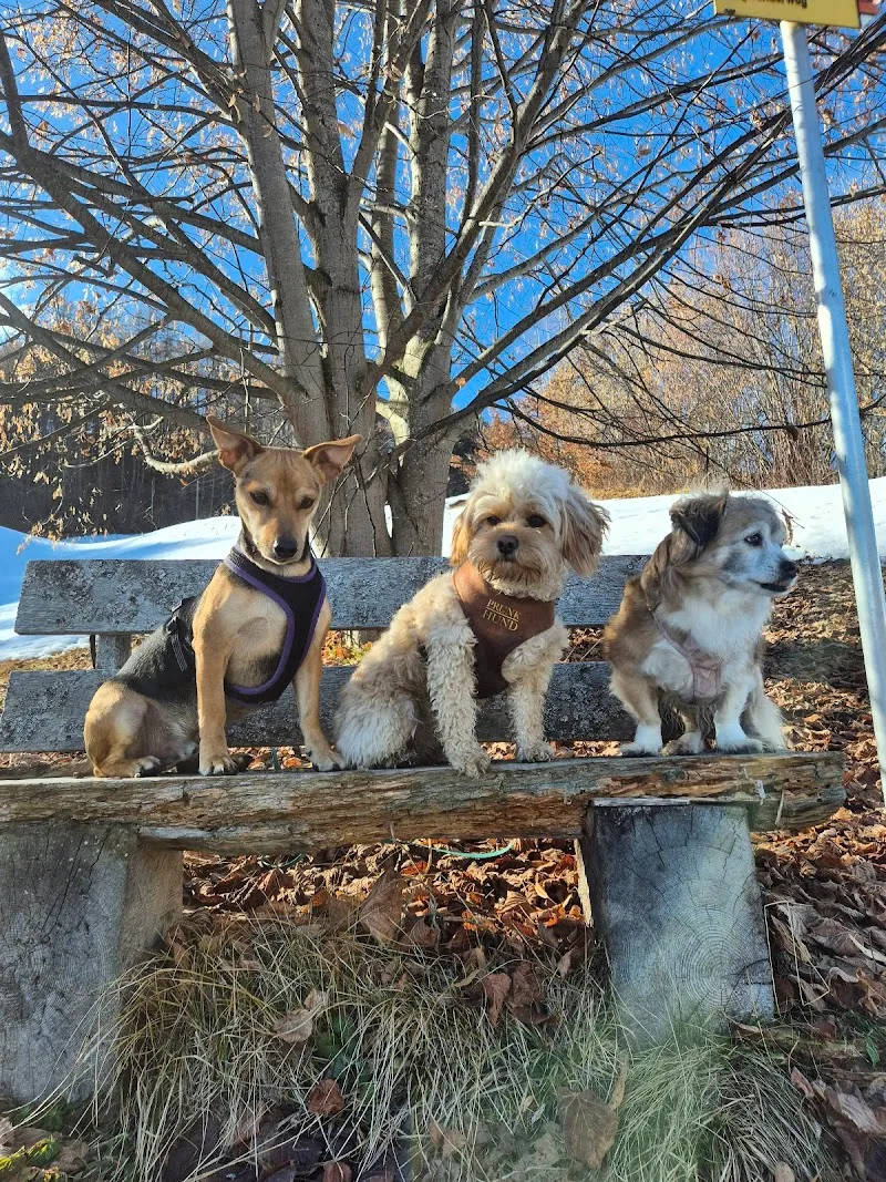 Feingmacht — Pension pour chats, Fideris, Grisons. Foto 2