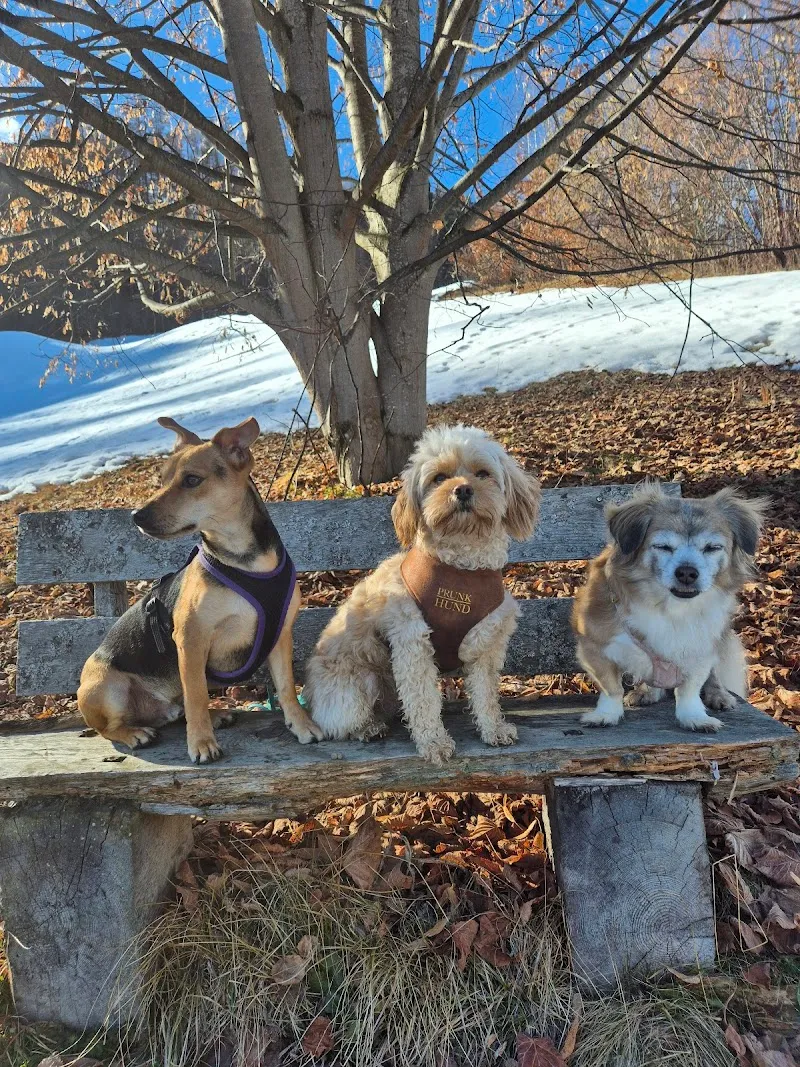 Feingmacht — Pension pour chats, Fideris, Grisons. Foto 3