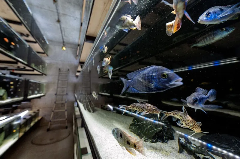 Aquari-Malawi - Aquarium-Service — Zoofachhandel in Köniz, Bern. Bewertung 5.0/5.