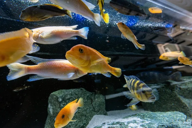 Aquari-Malawi - Aquarium-Service — Zoofachhandel, Köniz, Bern. Foto 2