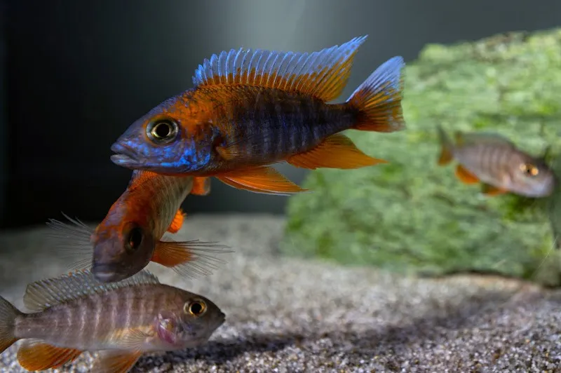 Aquari-Malawi - Aquarium-Service — Zoofachhandel, Köniz, Bern. Foto 3