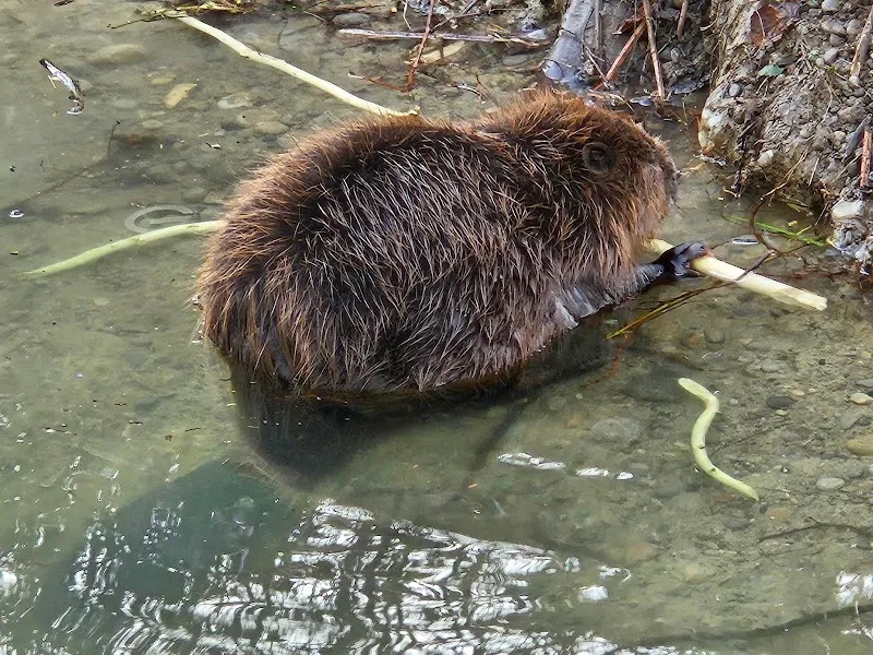 BiberBros — Animalerie, Bern, Berne. Foto 2