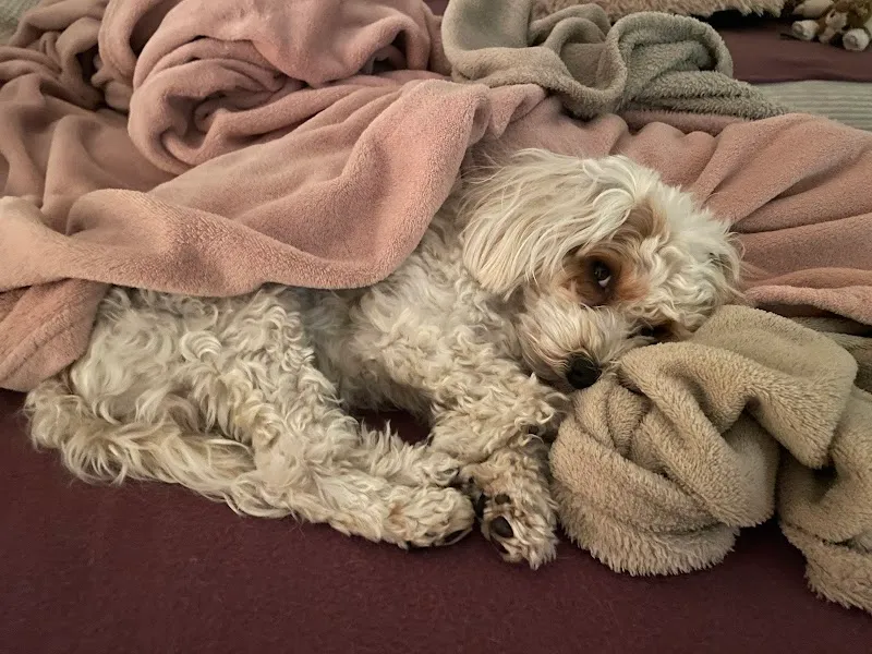 Feladina — Katzenpension, Davos Platz, Graubünden. Foto 3