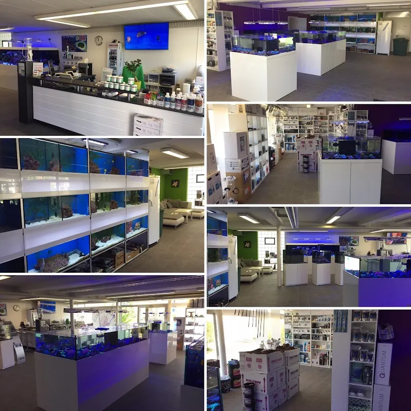 Crazy Corals — Animalerie, Wiedlisbach, Berne. Foto 2