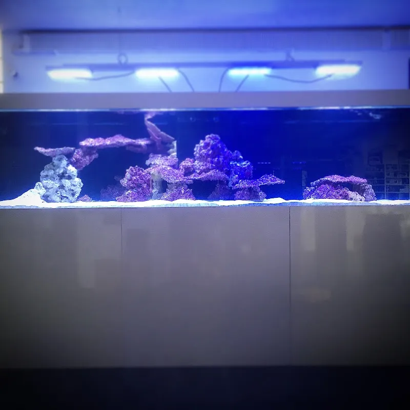 Crazy Corals — Animalerie, Wiedlisbach, Berne. Foto 3