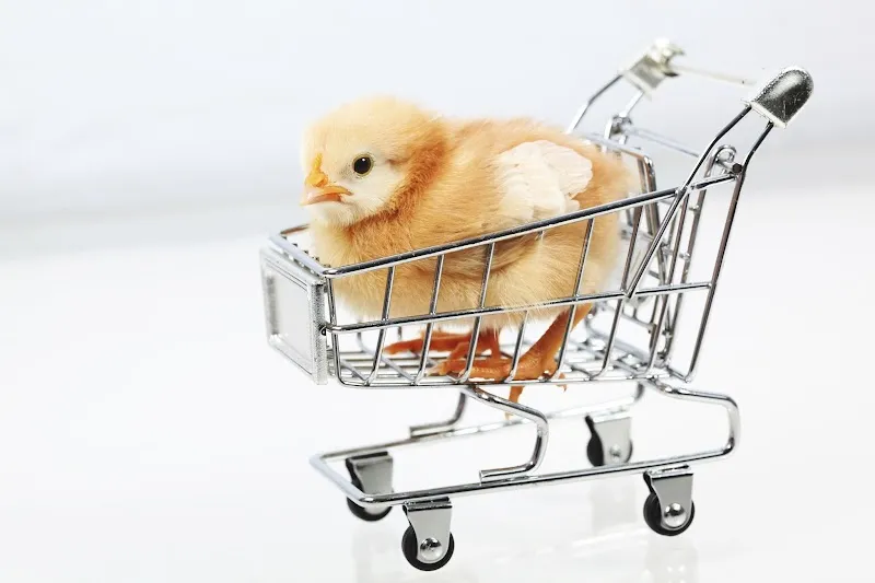 Ds Eiermandli GmbH — Animalerie, Konolfingen, Berne. Foto 2