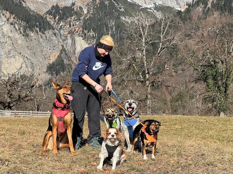 Ge's Dog Inn GmbH — Katzenpension, Landquart, Graubünden. Foto 2