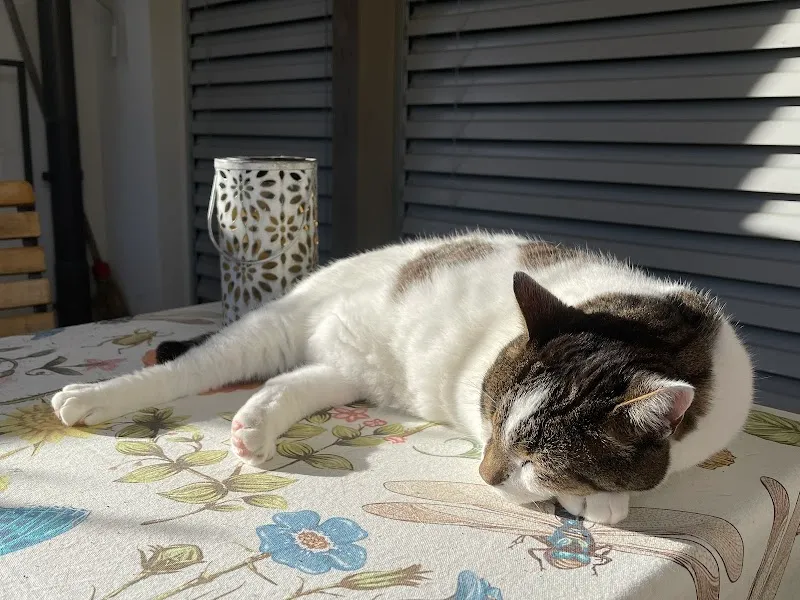 Haustiernanny — Katzenpension in Zernez, Graubünden. 