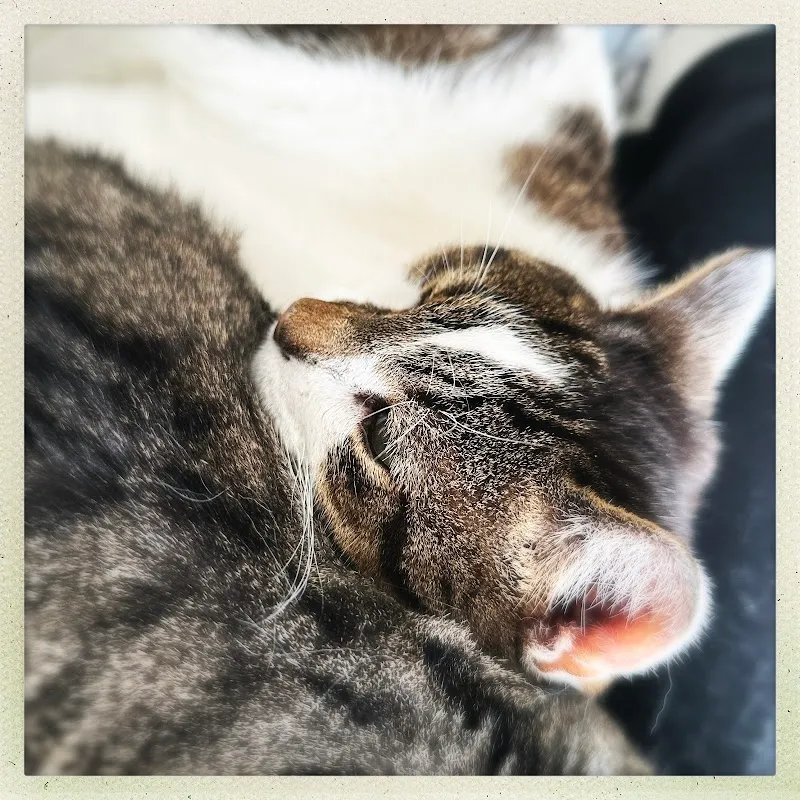 Haustiernanny — Katzenpension, Zernez, Graubünden. Foto 3