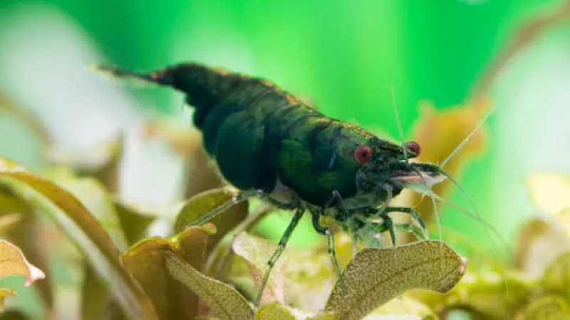 Garnelenmarkt - online Shop — Animalerie, Bern, Berne. Foto 2