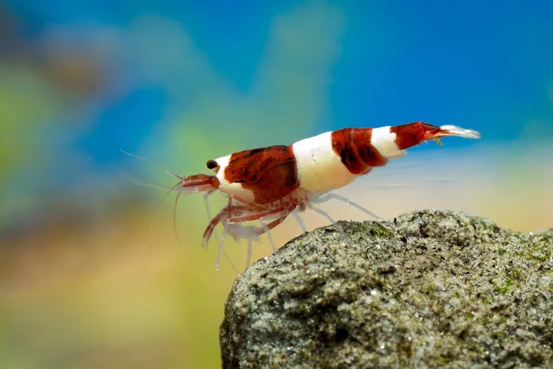 Garnelenmarkt - online Shop — Animalerie, Bern, Berne. Foto 3