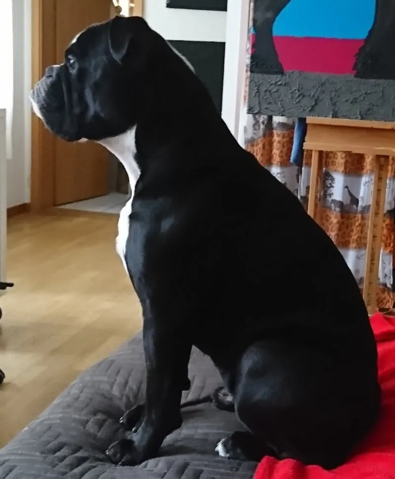 Hunde & Katzencenter GmbH — Zoofachhandel, Steffisburg, Bern. Foto 2