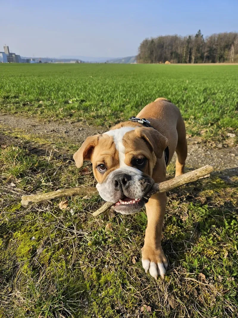 Sky‘s Wuff Oase — Katzenpension in Dottikon, Aargau. Bewertung 5.0/5.