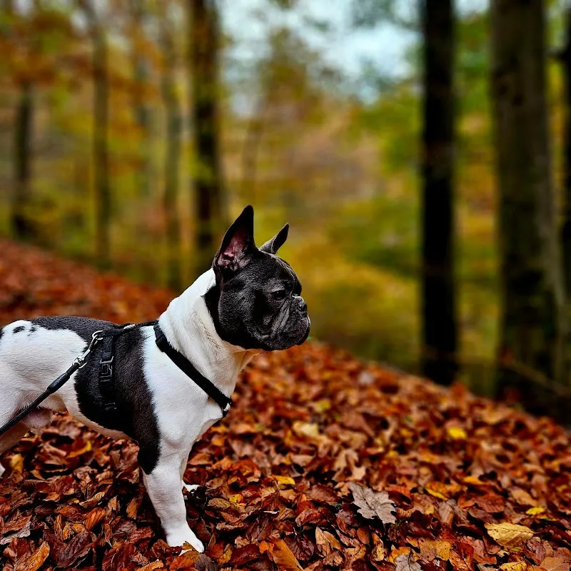 Sky‘s Wuff Oase — Katzenpension, Dottikon, Aargau. Foto 2