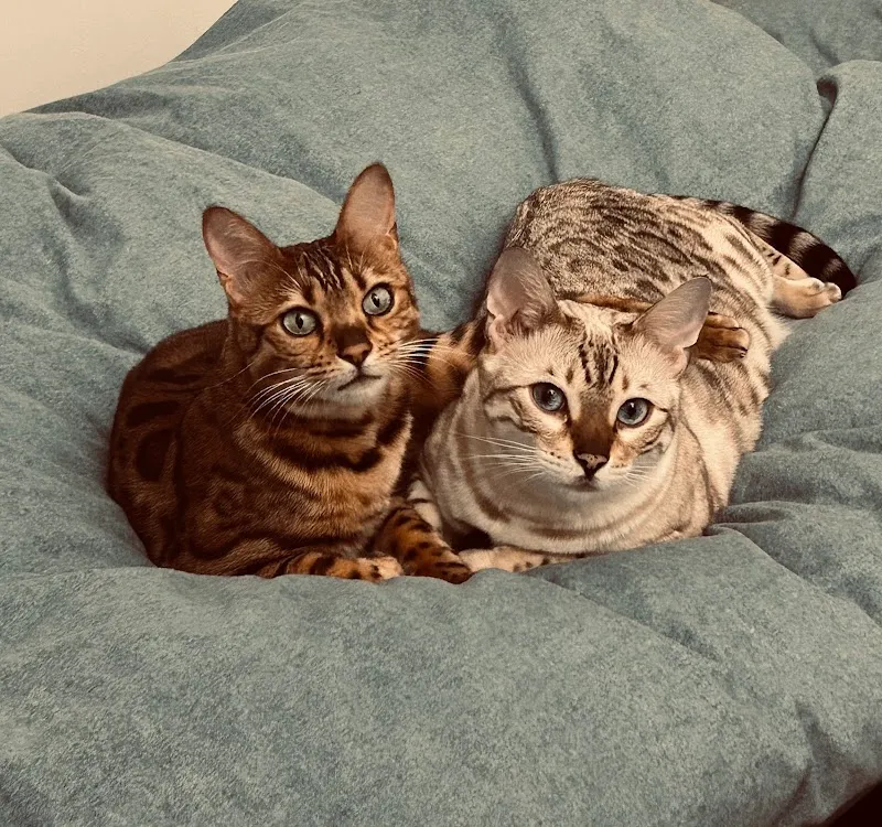 Sky‘s Wuff Oase — Katzenpension, Dottikon, Aargau. Foto 3