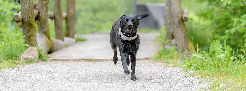Mein BARF AG — Zoofachhandel, Bösingen, Freiburg. Foto 3