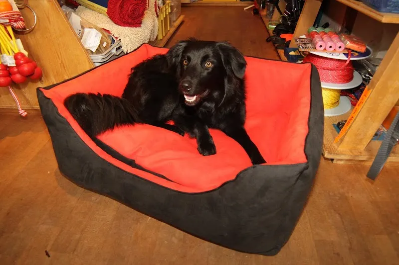 Moni's Hunde und Katzenstübli — Zoofachhandel, Laupen, Bern. Foto 3