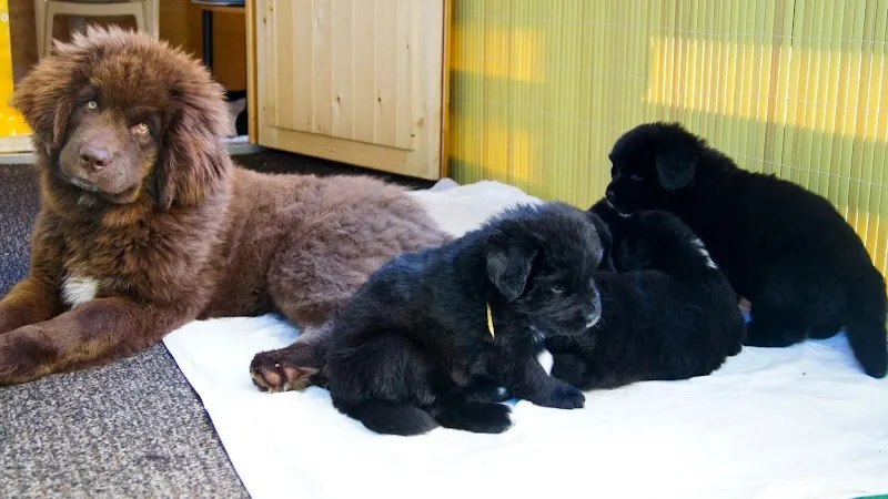 Neufundländer vom Bäzi-Bär — Zoofachhandel in Krauchthal, Bern. Bewertung 4.8/5.