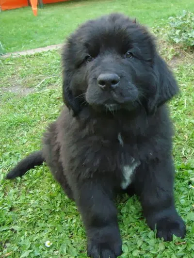 Neufundländer vom Bäzi-Bär — Animalerie, Krauchthal, Berne. Foto 3