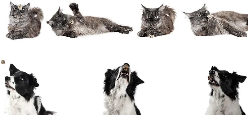 Primafu — Zoofachhandel, Seftigen, Bern. Foto 3