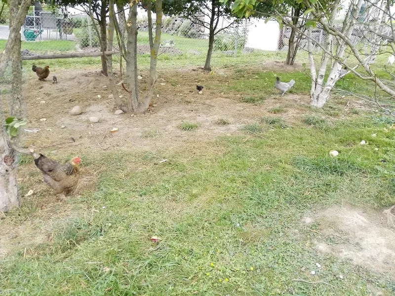 Streichelzoo — Zoofachhandel, Burgdorf, Bern. Foto 3