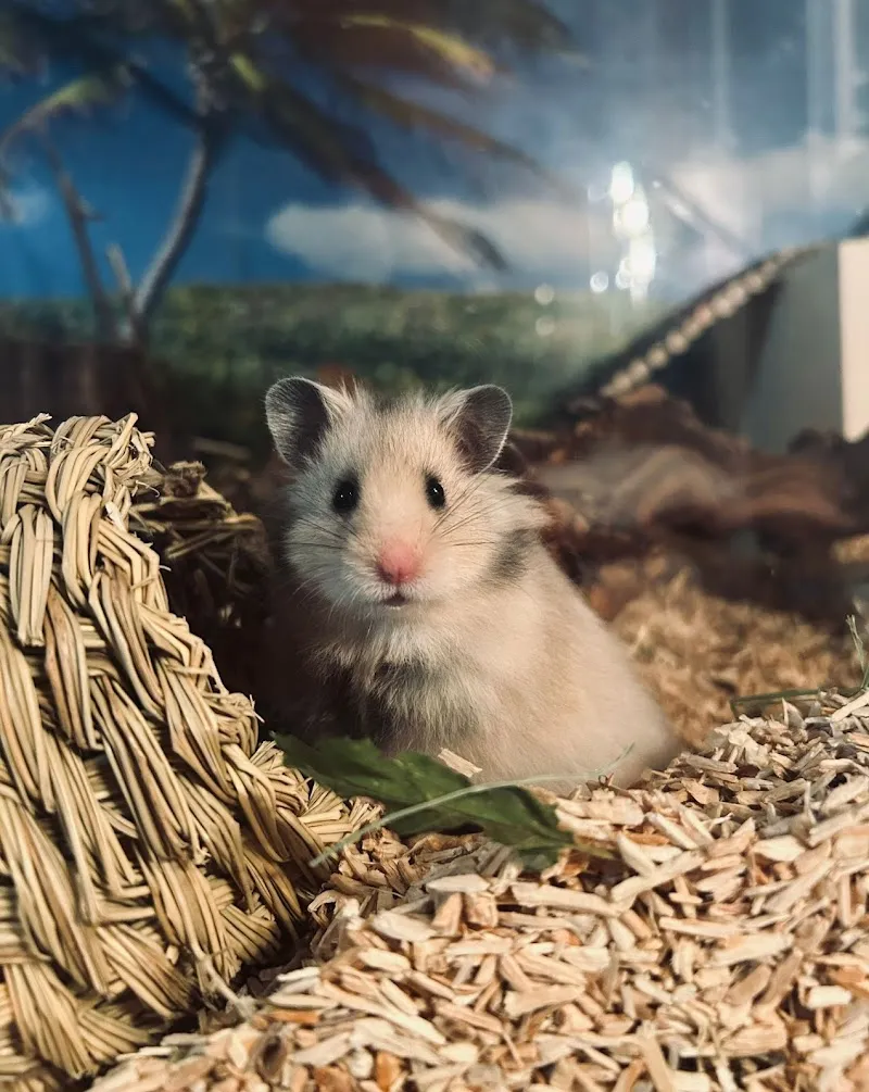 Teddyhamsterzucht im Dörfli — Zoofachhandel in Utzenstorf, Bern. Bewertung 5.0/5.