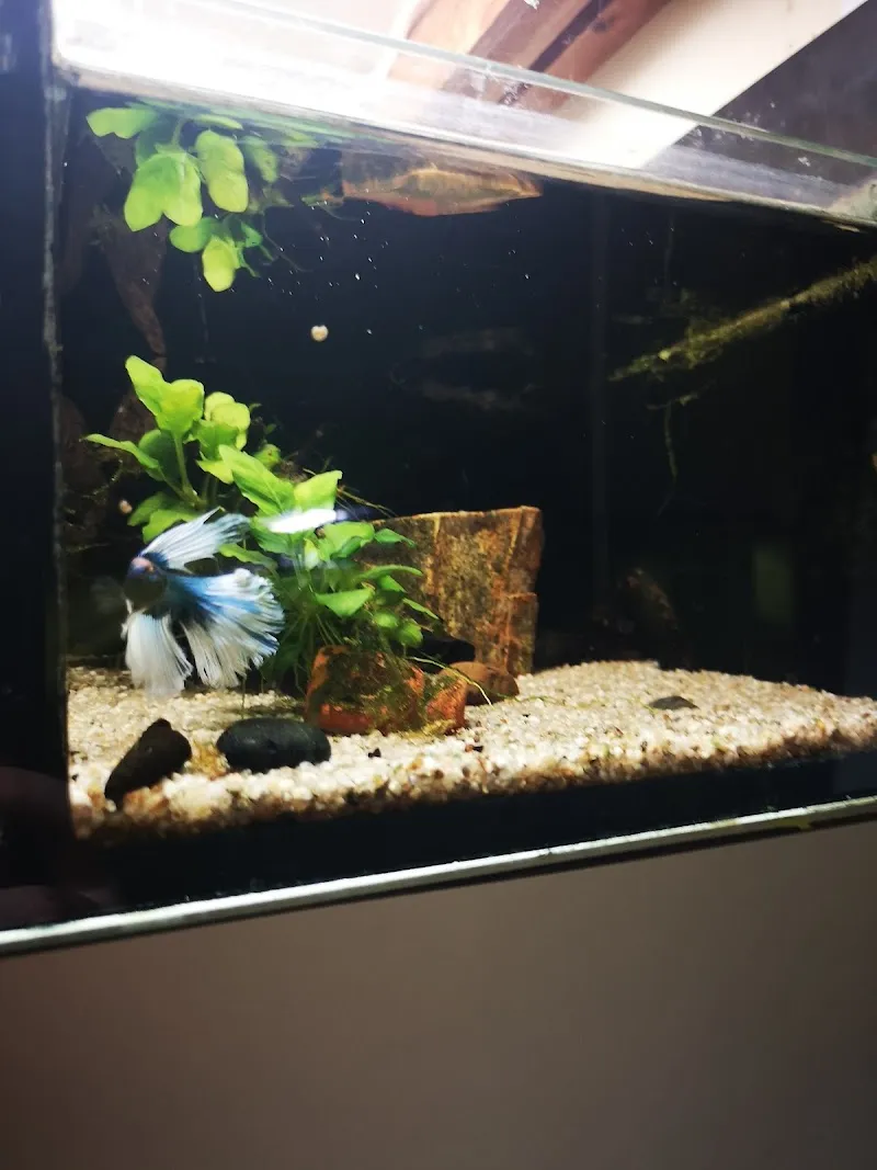 Zoo Thun — Zoofachhandel, Thun, Bern. Foto 2