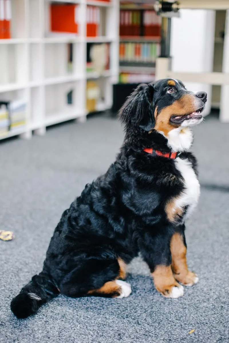 petZEBA AG — Zoofachhandel in Alberswil, Luzern. Bewertung 4.7/5.