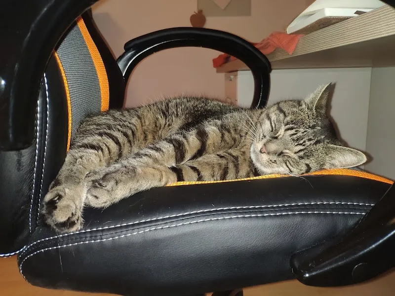 pure-naturfutter.ch — Animalerie, Diegten, Bâle-Campagne. Foto 3