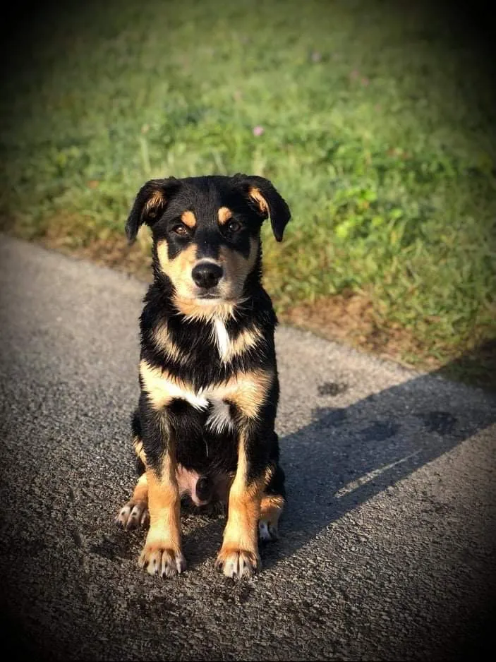 AcroDog.ch - AcroPet — Zoofachhandel, Cortaillod, Neuenburg. Foto 3