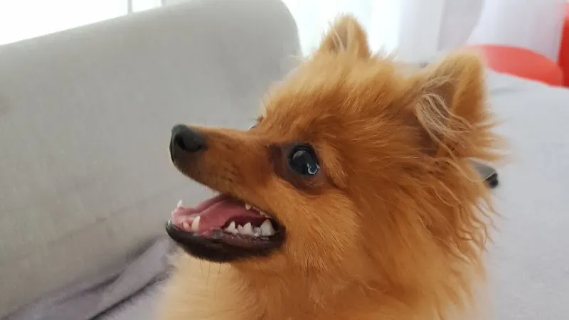 Atout Poil — Zoofachhandel in Fribourg, Freiburg. Bewertung 4.4/5.