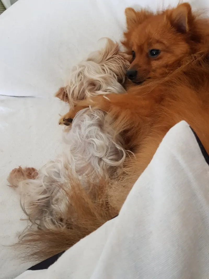 Atout Poil — Zoofachhandel, Fribourg, Freiburg. Foto 3