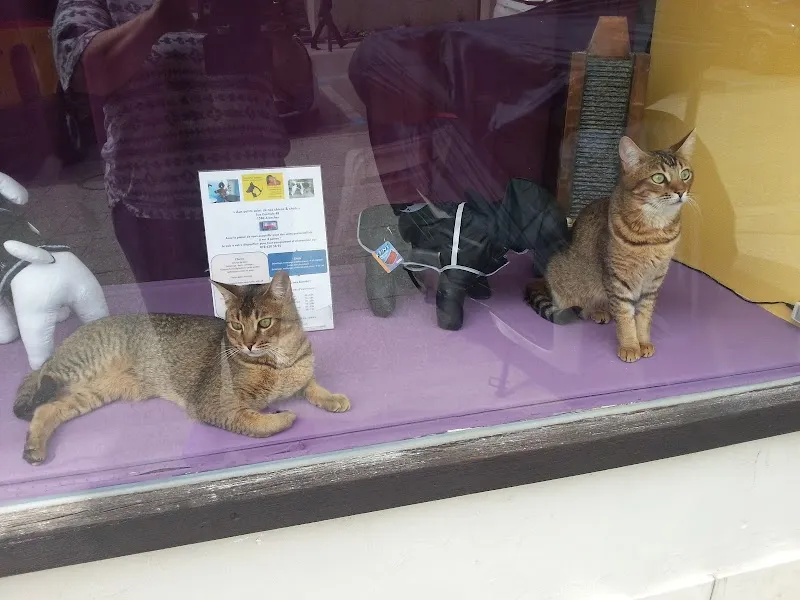 Aux petits soins de nos Chiens & Chats — Zoofachhandel in Avenches, Waadt. Bewertung 5.0/5.