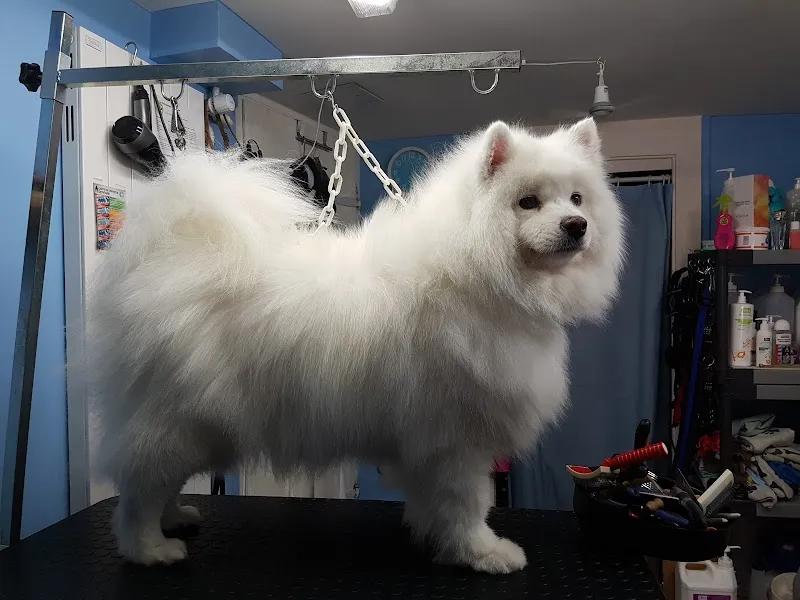 Aux petits soins de nos Chiens & Chats — Zoofachhandel, Avenches, Waadt. Foto 2