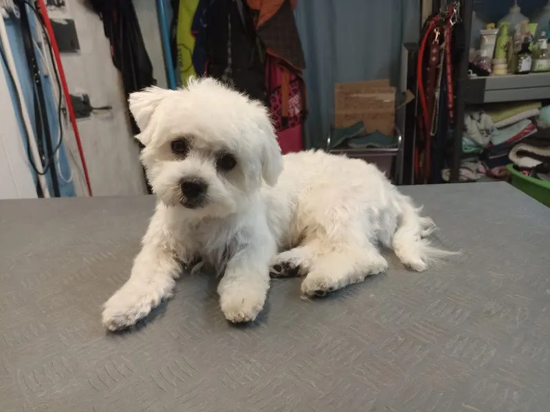 Aux petits soins de nos Chiens & Chats — Zoofachhandel, Avenches, Waadt. Foto 3