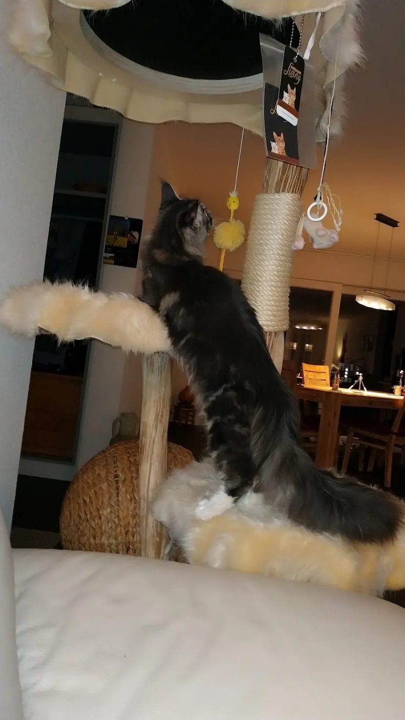 Fressnapf Bulle — Animalerie, Bulle, Fribourg. Foto 3