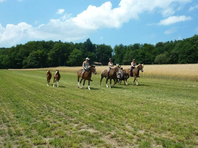 Elevage de Noval — Katzenpension in Courtedoux, Jura. Bewertung 4.8/5.