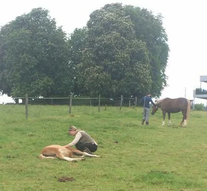 Elevage de Noval — Pension pour chats, Courtedoux, Jura. Foto 2