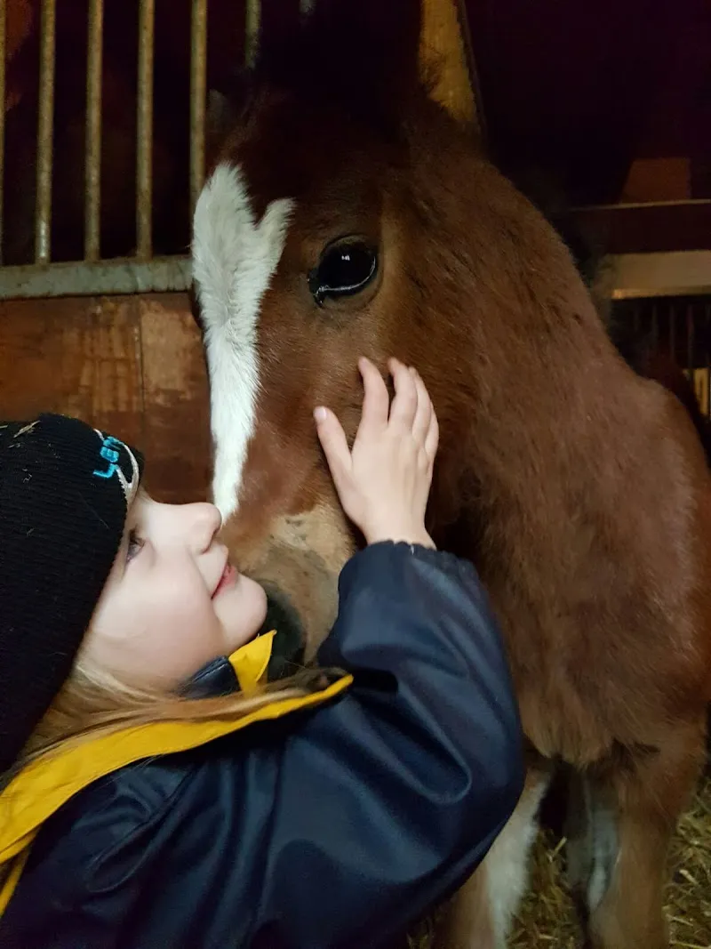 Elevage de Noval — Pension pour chats, Courtedoux, Jura. Foto 3